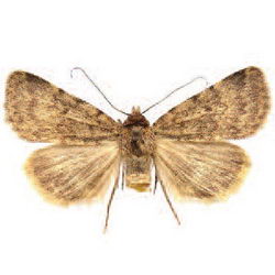 Autophila limbata Autophila limbata